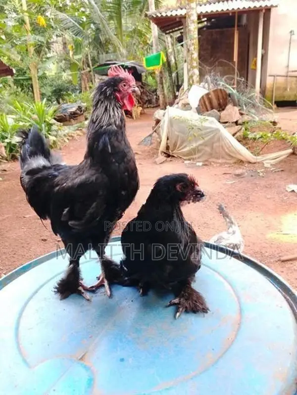 Bantam chicks