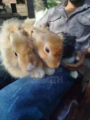 angora rebit