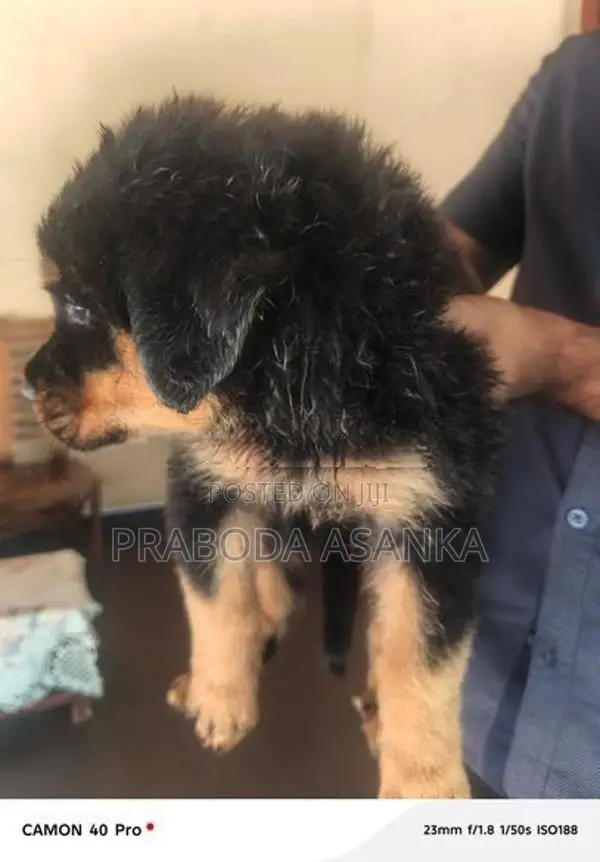 Rottweiler Puppies