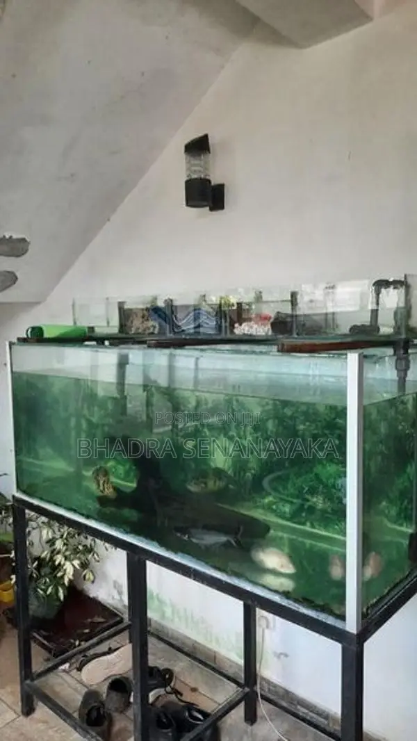 Fish Tank