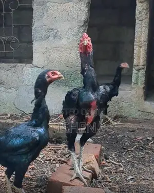 Roosters