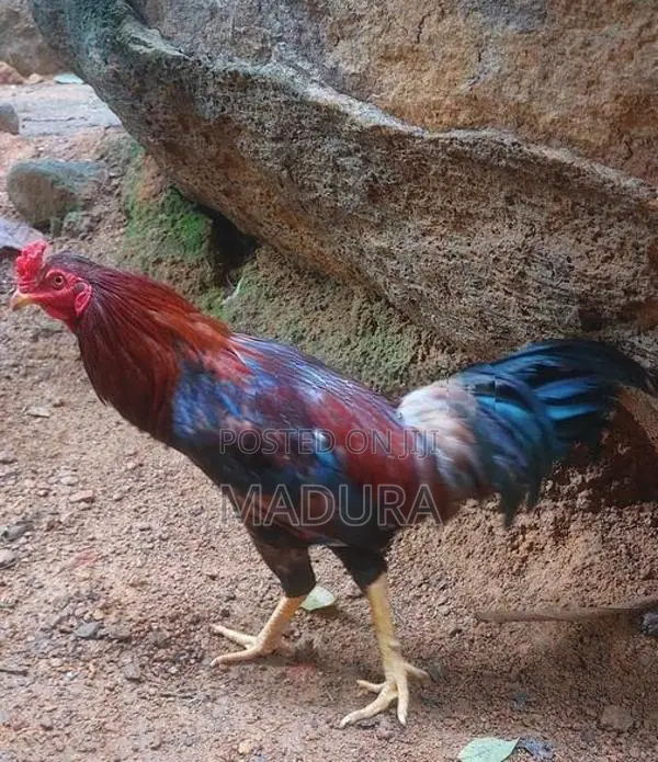 rooster කුකුළා kukula