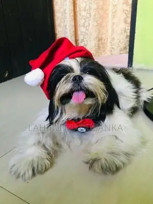 Shih Tzu Puppies
