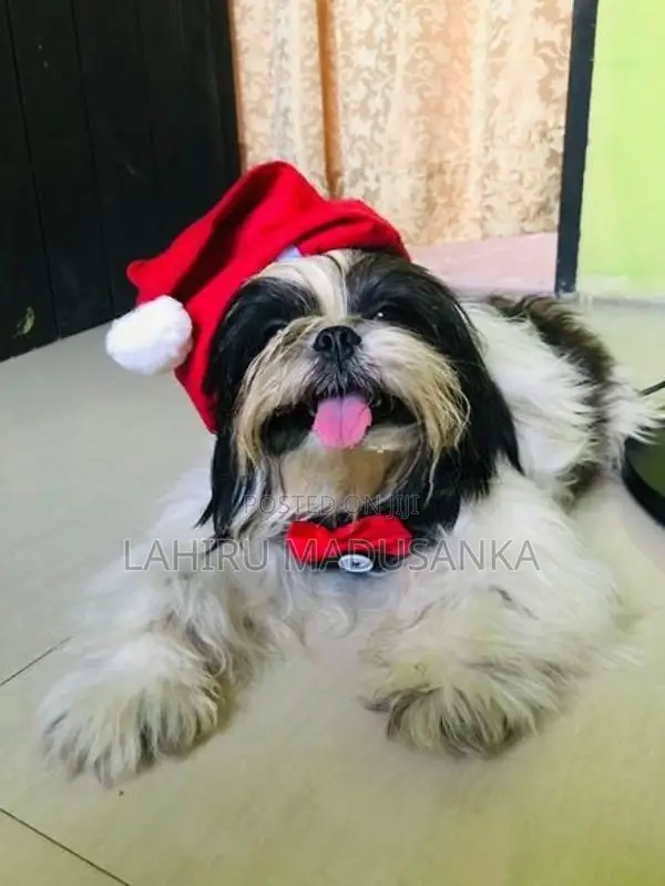 Shih Tzu Puppies