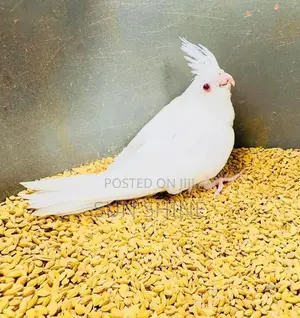 Cockatiel Bird