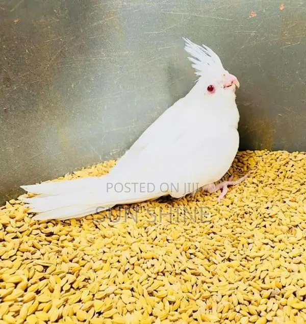 Cockatiel Bird