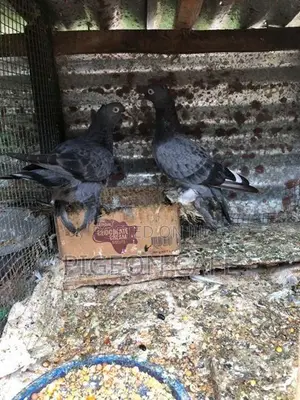 Pigeons