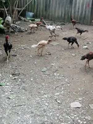 cock