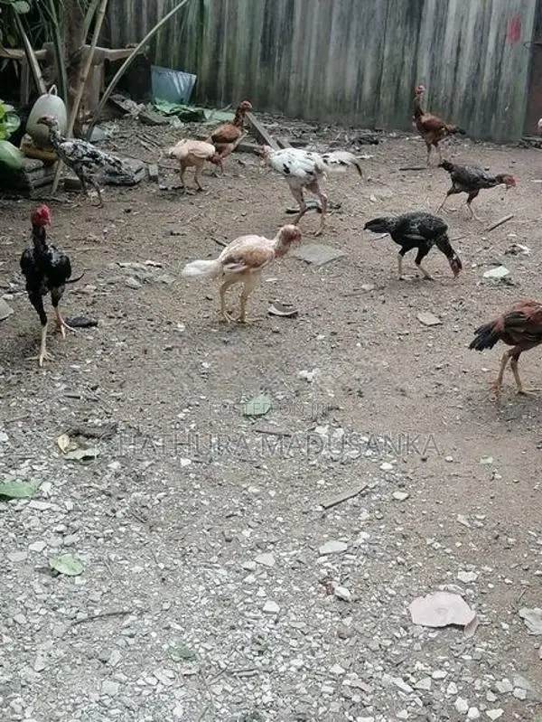 cock