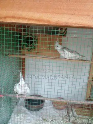 Cockatiel Birds