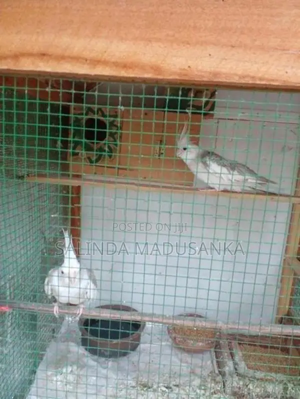 Cockatiel Birds