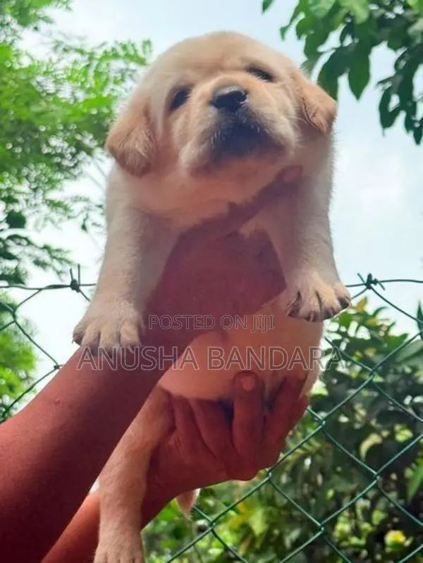 Labrador (Pure Breed)