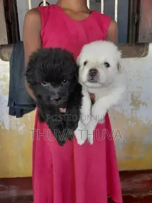 போம்மேரின் Dog