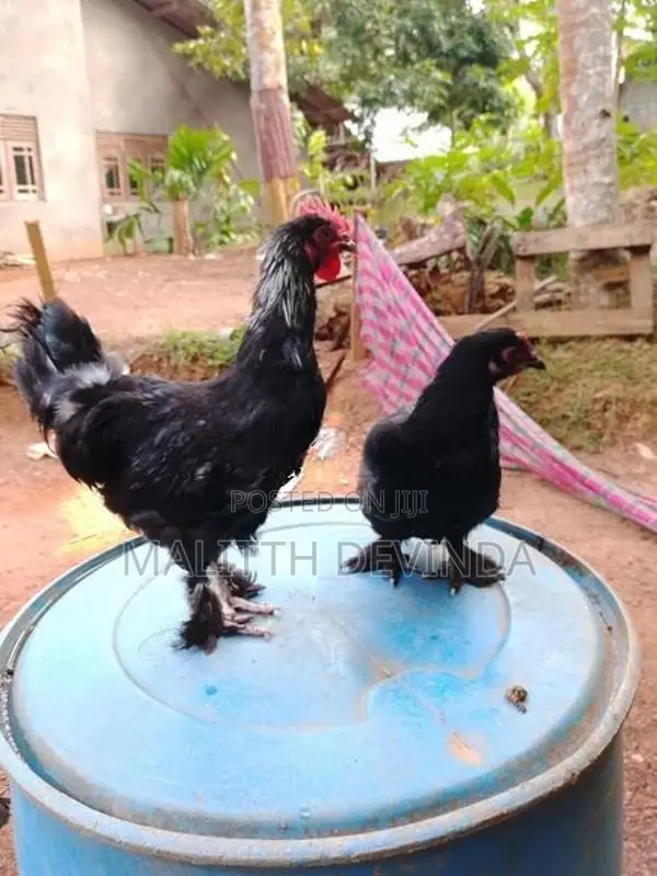 Bantam chicks