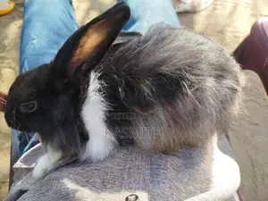 angora rebit