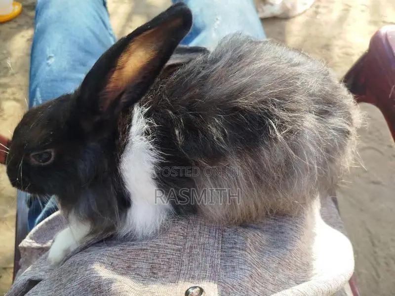 angora rebit