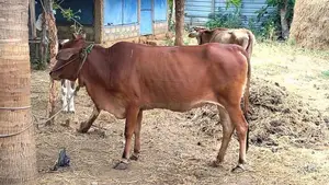 Farm Cow