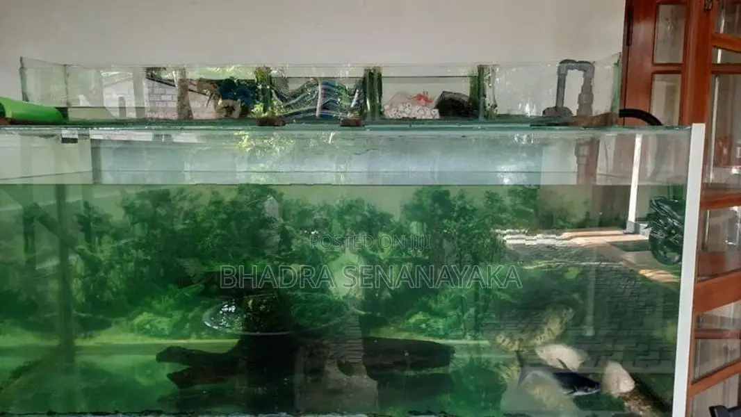 Fish Tank