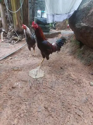 rooster කුකුළා kukula