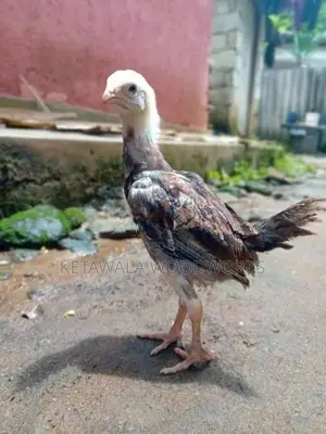 මාස එකහමාර ගම් කුකුළ් පැටවුන් 12 ක්