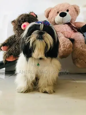 Shih Tzu Puppies