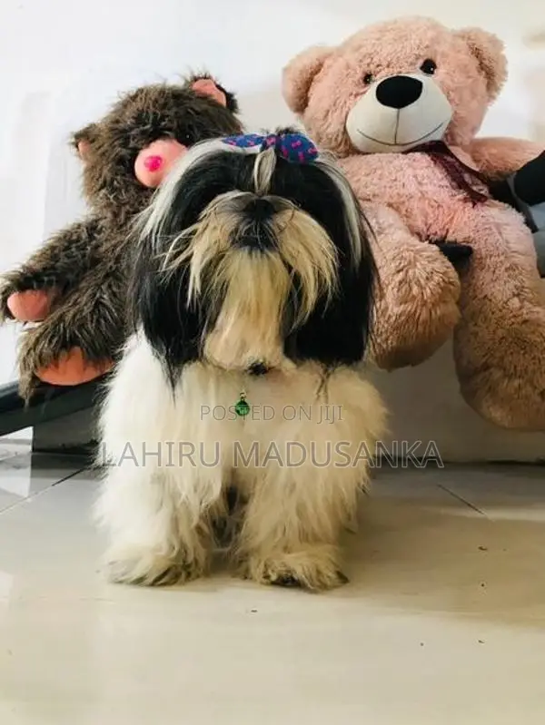 Shih Tzu Puppies