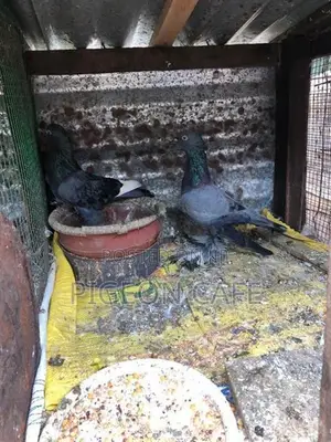 Pigeons