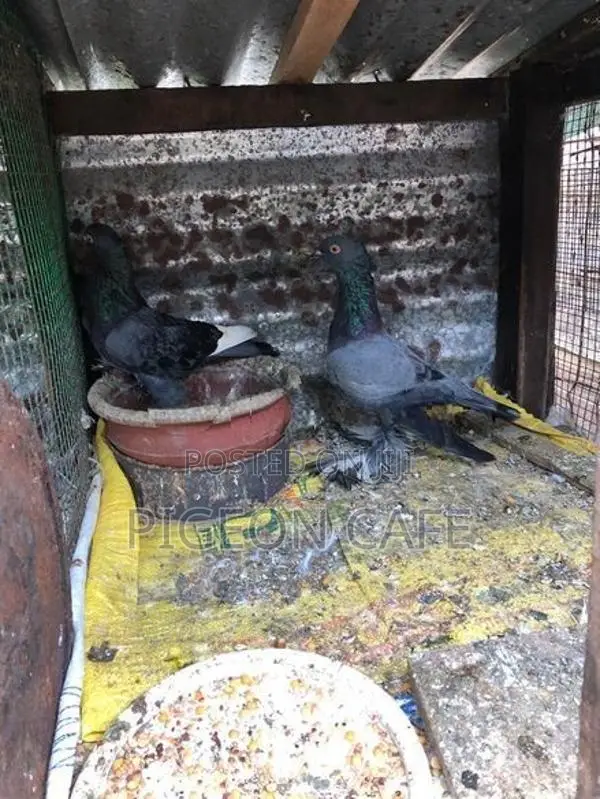 Pigeons