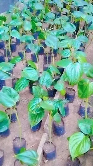 කළු බුලත් පැල