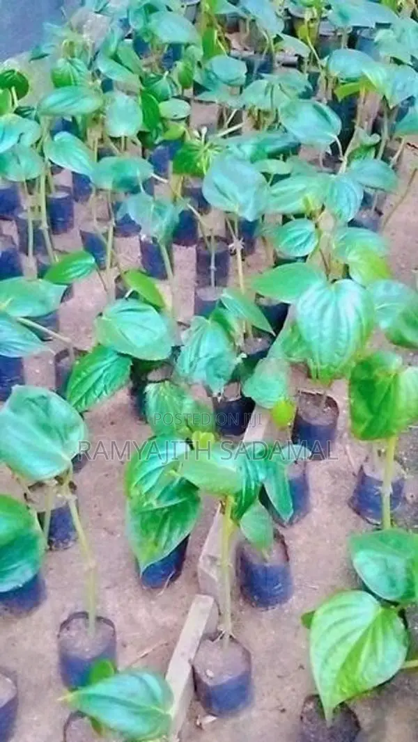 කළු බුලත් පැල