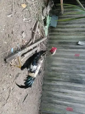 cock
