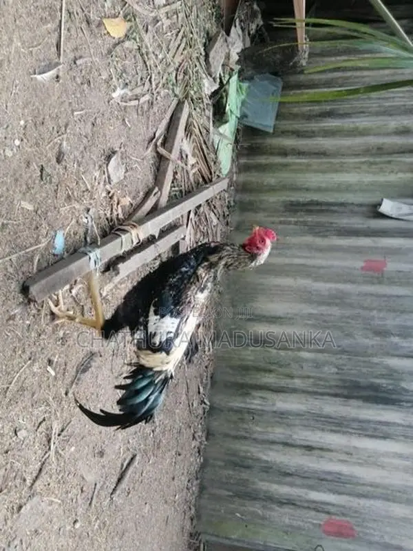 cock