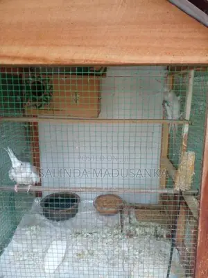 Cockatiel Birds