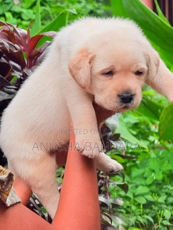 Labrador (Pure Breed)