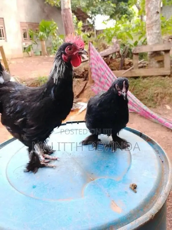 Bantam chicks