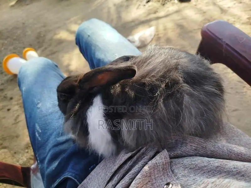 angora rebit