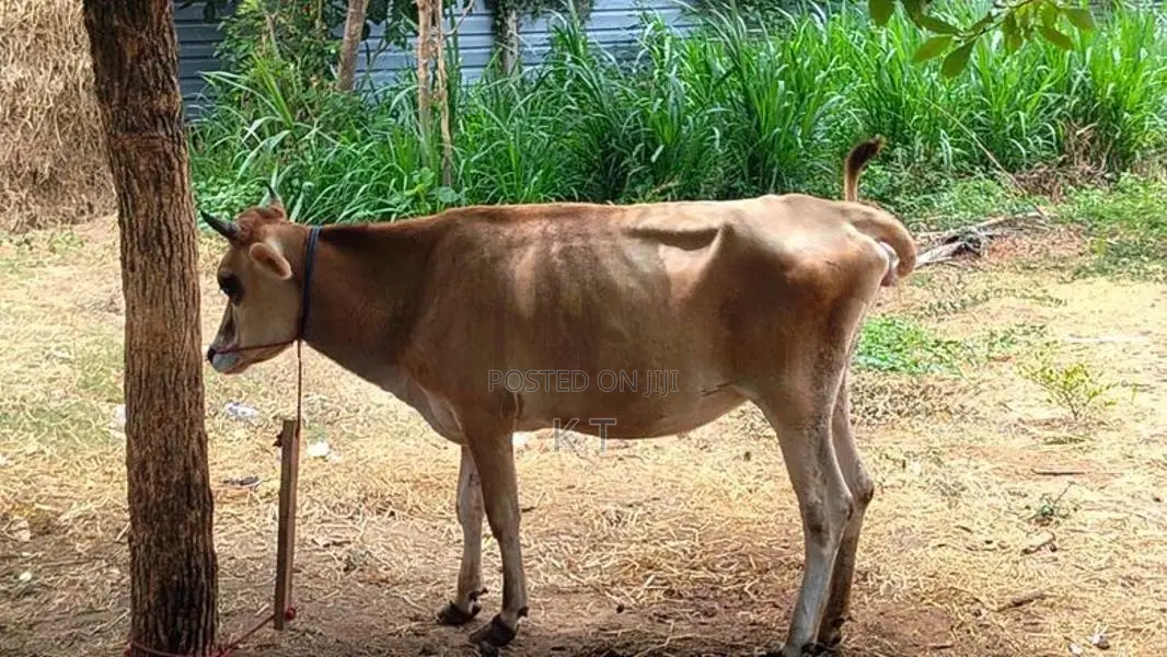 Farm Cow