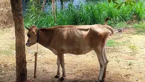 Farm Cow