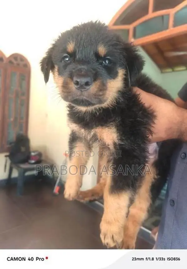 Rottweiler Puppies