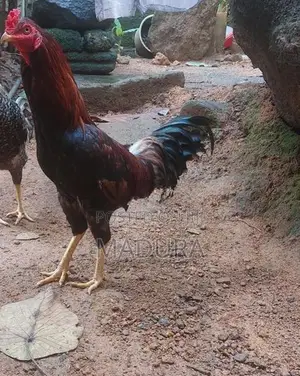 rooster කුකුළා kukula