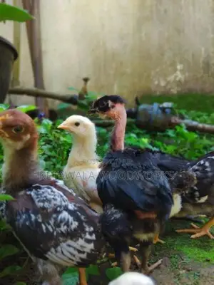 මාස එකහමාර ගම් කුකුළ් පැටවුන් 12 ක්