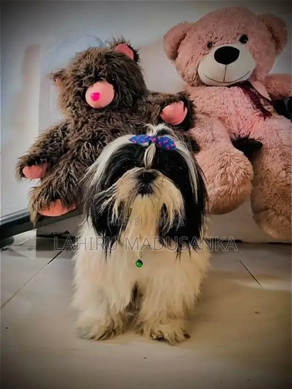 Shih Tzu Puppies