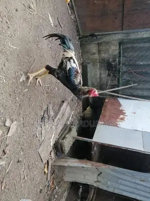 cock