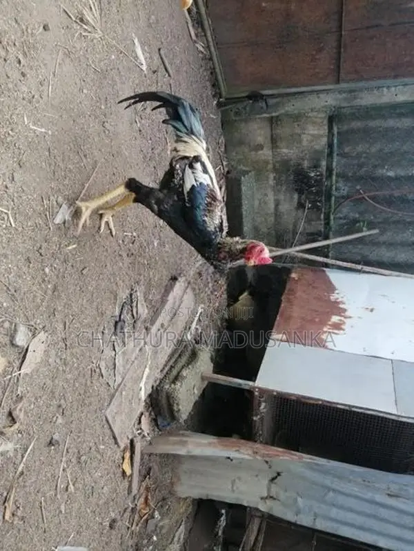 cock