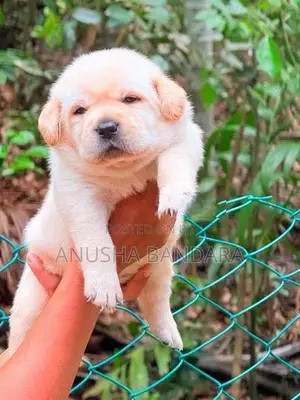 Labrador (Pure Breed)