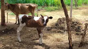 Farm Cow