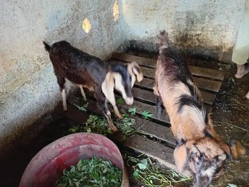 goats