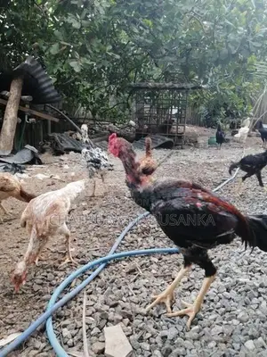 කුකුලන්