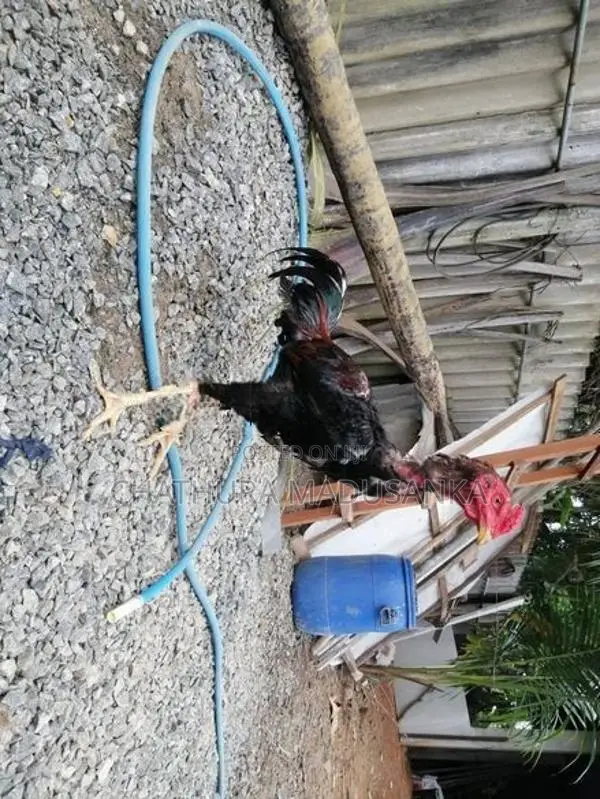 cock