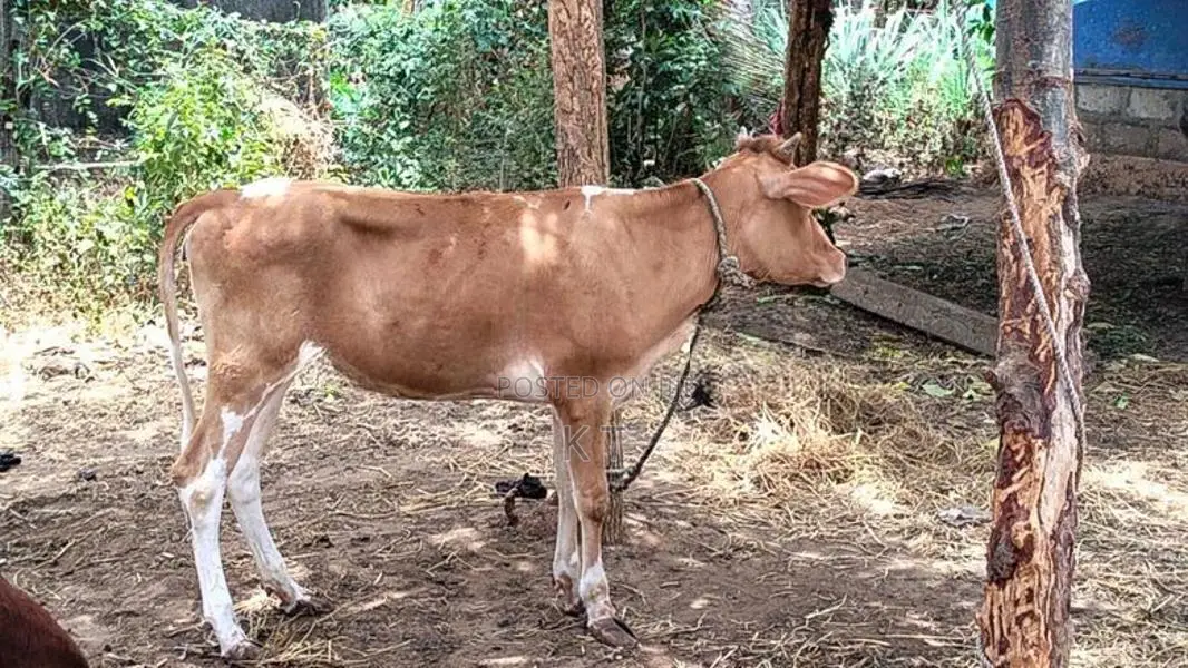 Farm Cow
